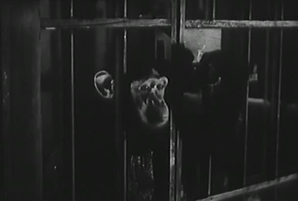 Singe Déverrouillant Lui Même Hors Cage Laboratoire Années 1950 — Video