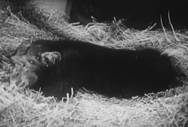 Tijd Lapse Chimpansee Omzetten Kapucijnaap Aap Jaren 1950 — Stockvideo