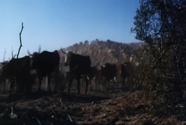 Herd Cattle Walking Arizona Prairie 1960S — Stock Video