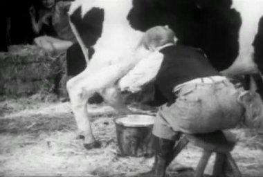 1930'larda işbirliği yapmayan bir inek sağım adam