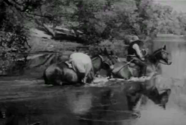 Packpferd Versucht Sich Fluss Von Mann Befreien 1930Er Jahre — Stockvideo