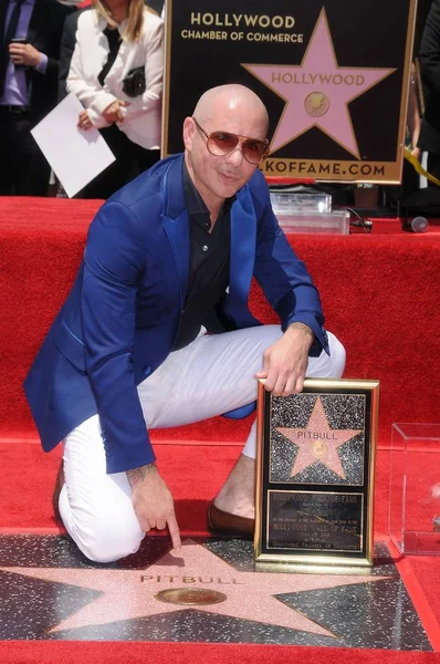 Pitbull Indukciós Ünnepségen Star Hollywood Walk Fame Pitbull Hollywood Boulevard — Stock Fotó