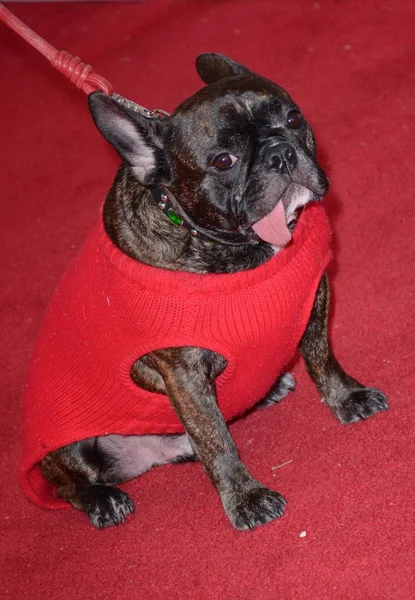 Carrie Fisher Hond Gary Fisher Bij Aankomsten Voor Tribeca Tune — Stockfoto