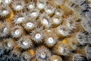 Montastraea cavernosa, büyük mercan Karayip resif üzerinde yıldız.