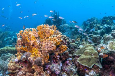 Mercan Carbiiean denizde