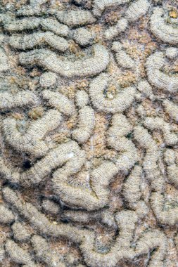 Colpophyllia natans, kaya beyin mercan ve beyin mercan, büyük yivli olarak bilinen bir taşlı mercan öncelikle Karayipler'de bulunan türüdür 