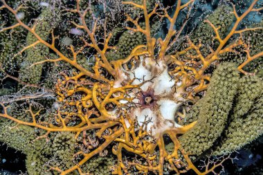 Sepet yıldız, bazen bir Shetland Argus brittle yıldız da adlandırılır. Bir alt Euryalina kabul edilir.