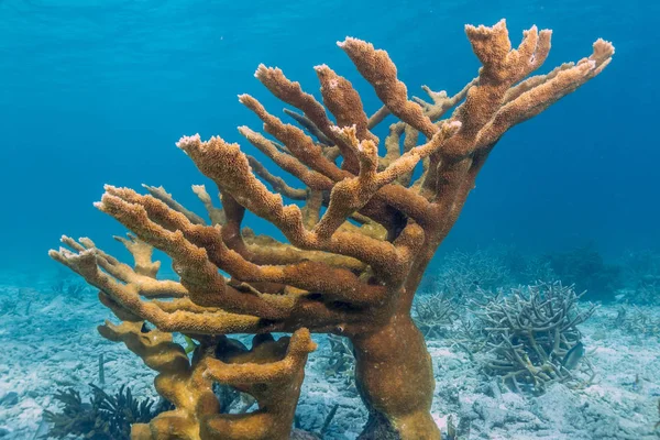 Elkhorn mercan Acropora palmata en önemli resif-bina mercan Karayipler biri olarak kabul edilir.
