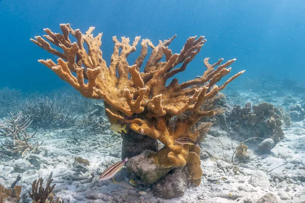 埃尔克霍恩珊瑚 Acropora 黄山梅被认为是加勒比地区最重要的珊瑚礁建筑珊瑚之一 — 图库照片