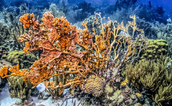 Recifes Corais Mar Carbiano Coral Fogo — Fotografia de Stock