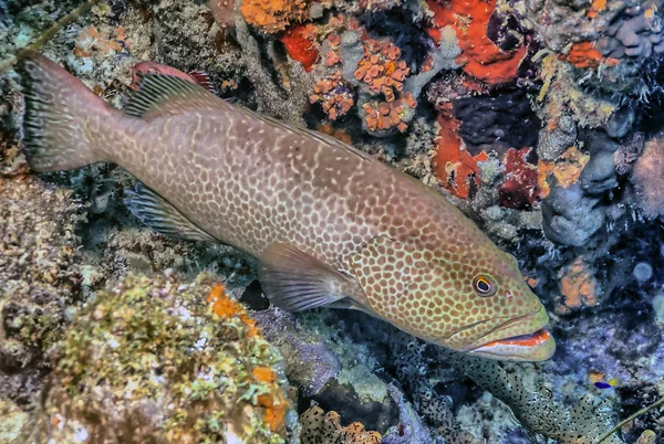 Mycteroperca Tigris Uma Espécie Peixe Família Serranidae — Fotografia de Stock