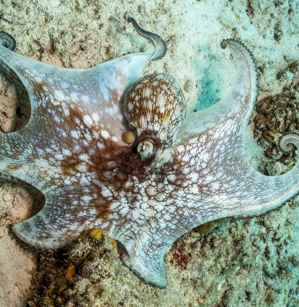 Caraíbas Polvo Recife Octopus Briareus Recife Coral Animal Marinho — Fotografia de Stock