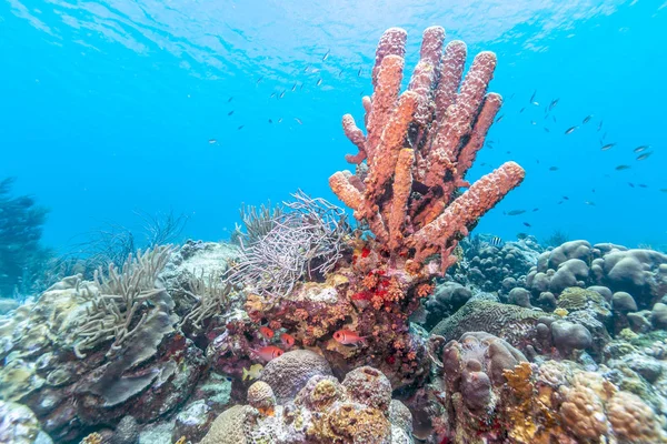 Aplysina Archeri 스토브 파이프 스폰지는 산호초에 스폰지의 — 스톡 사진