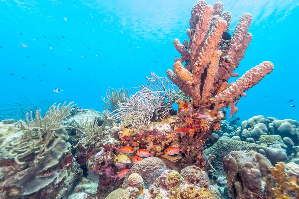 Aplysina 阿尔凯里 炉管海绵是一种在珊瑚礁上管海绵 — 图库照片