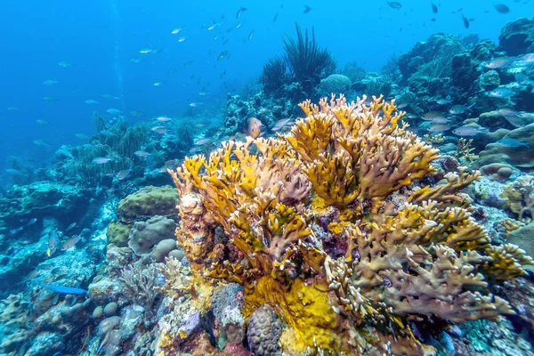 Carbiiean 海珊瑚礁 — 图库照片