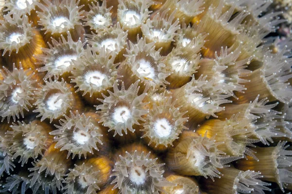 Montastraea Cavernosa Grande Coral Estrela Recife Carribean — Fotografia de Stock