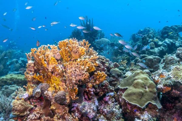 Mercan Carbiiean denizde