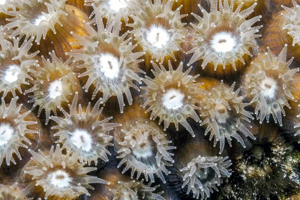 Montastraea Cavernosa 위대한 카리브에 암초에 — 스톡 사진