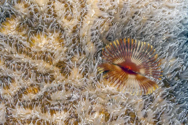 Serpula Vermicularis Known Common Names Including Calcareous Tubeworm Fan Worm — Stock Photo, Image