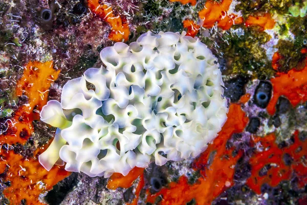 Elysia Crispata Obyčejné Jméno Salát Mořský Slimák Velký Barevný Druh — Stock fotografie