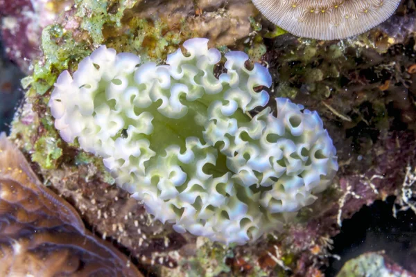 Elysia Crispata Common Name Lettuce Sea Slug Large Colorful Species — Stock Photo, Image