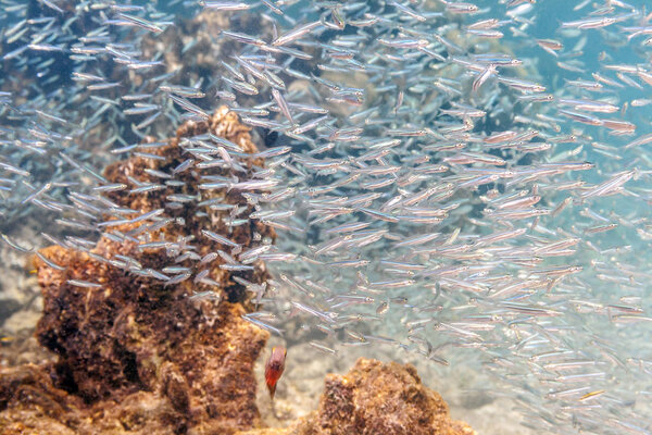 Coral reef in Carbiiean Sea with scooling small fish