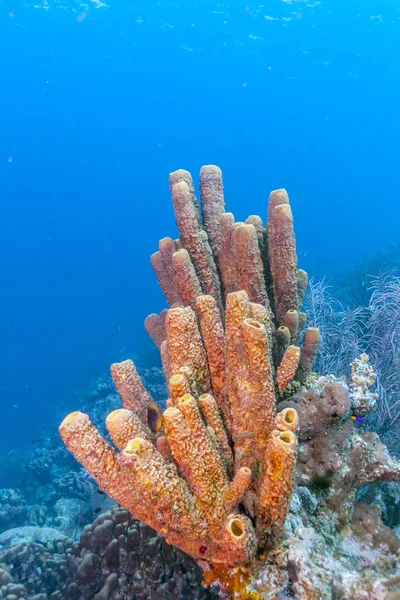 Arrecife Coral Mar Carbiano —  Fotos de Stock