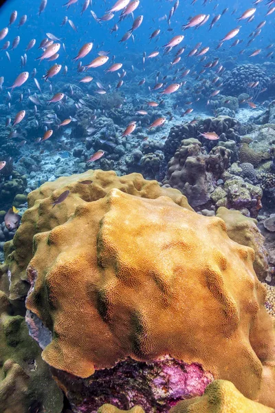 Coral Reef Carbiiean Sea Schooling Fish — Stock Photo, Image