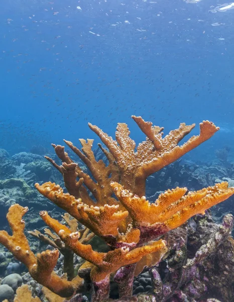 Corallo Elkhorn Acropora Palmata Considerato Uno Dei Più Importanti Coralli — Foto Stock
