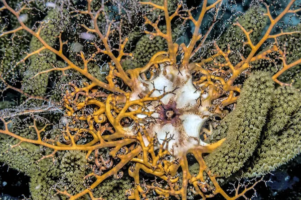 Basket Stars Sometimes Referred Shetland Argus Brittle Stars Treated Suborder — Stock Photo, Image