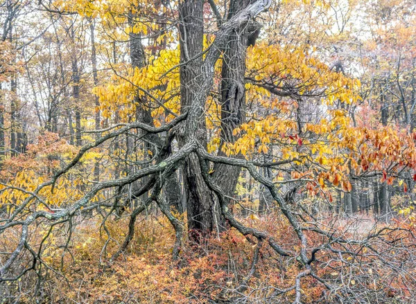 Herbst Wald Nordosten Der Vereinigten Staaten — Stockfoto