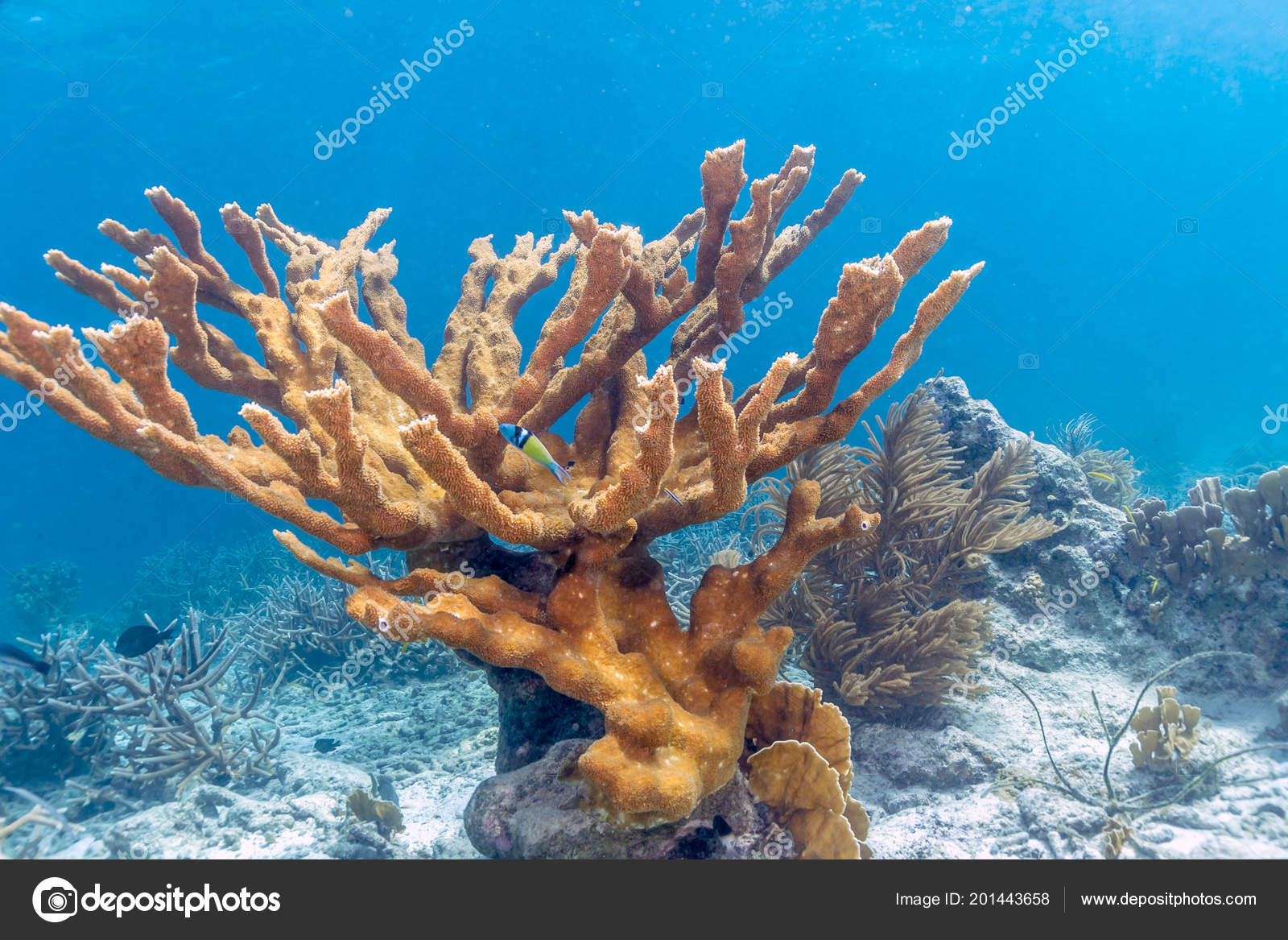Coral Elkhorn Acropora Palmata Considerado Dos Corais Construção