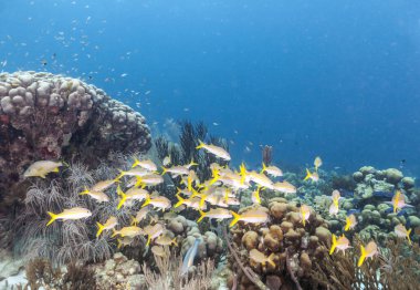 Mercan Carbiiean denizde