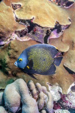 French angelfish,Pomacanthus paru is a large angelfish of the family Pomacanthidae clipart