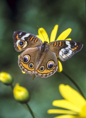 Junonia coenia, ortak buckeye veya buckeye, olarak bilinen bir kelebek Nymphalidae ailesindeki olduğunu