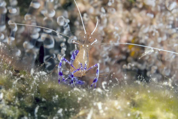 Ancylomenes Pedersoni Una Especie Camarón Familia Asteraceae Género Ancylomenes —  Fotos de Stock