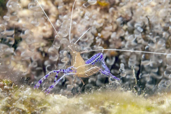 Ancylomenes Pedersoni Pederson Karides Bir Temiz Karides Türüdür Cins Ancylomenes — Stok fotoğraf