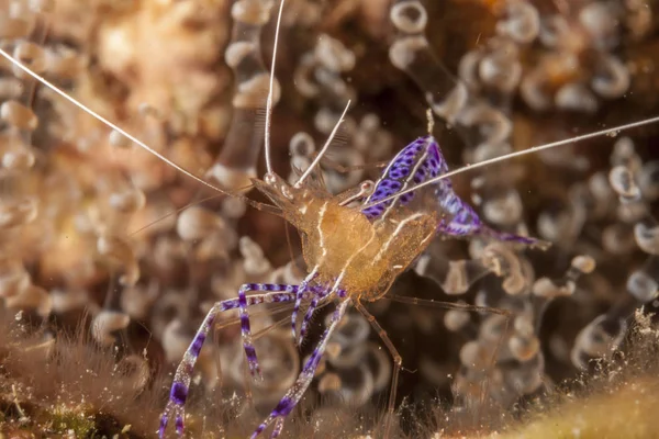 Ancylomenes Pedersoni 嫌疑のエビ きれいなエビの種であります Ancylomenes — ストック写真