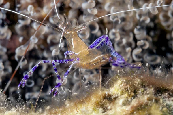 Ancylomenes Pedersoni Una Especie Camarón Familia Asteraceae Género Ancylomenes —  Fotos de Stock