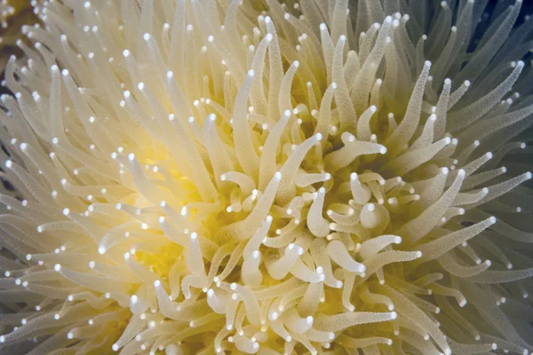 Pilíř Coral Dendrogyra Cylindricus Tvrdých Korálů Řád Scleractinia Nalezeny Západní — Stock fotografie