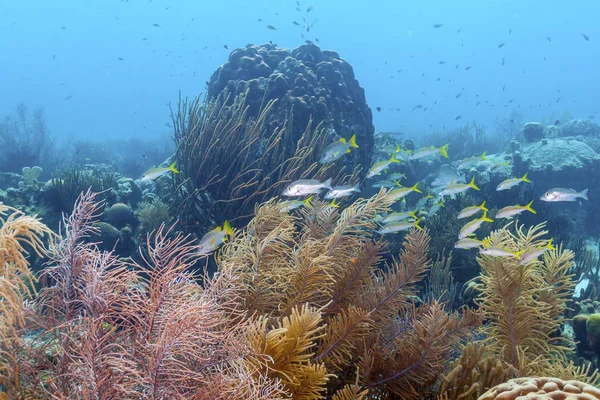 Barriera Corallina Nel Mar Carbieo — Foto Stock