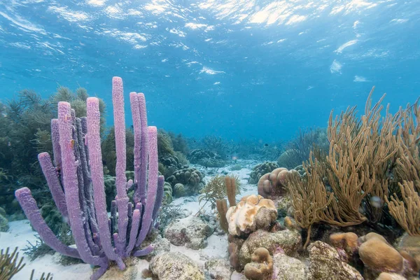 Coral Reef Carbiiean Sea — Stock Photo, Image