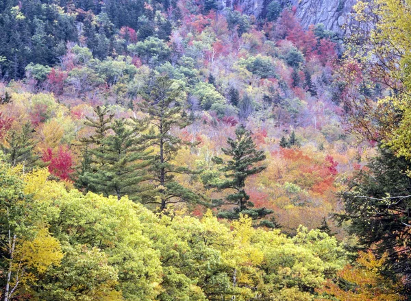 Outono Floresta Nordeste Dos Estados Unidos — Fotografia de Stock