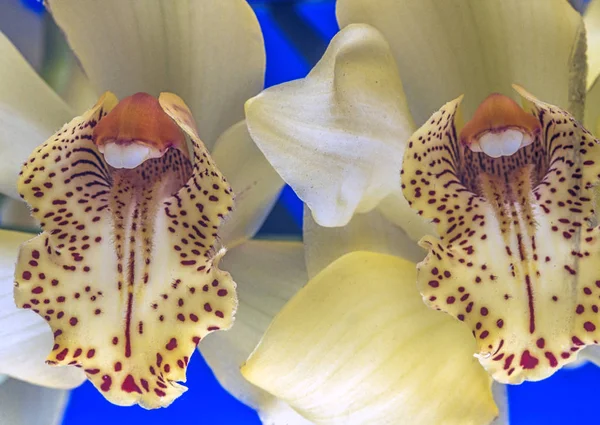 Phalaenopsis Orchid Bekend Als Nachtvlinder Orchidee Afgekort Phal Tuinbouw Handel — Stockfoto
