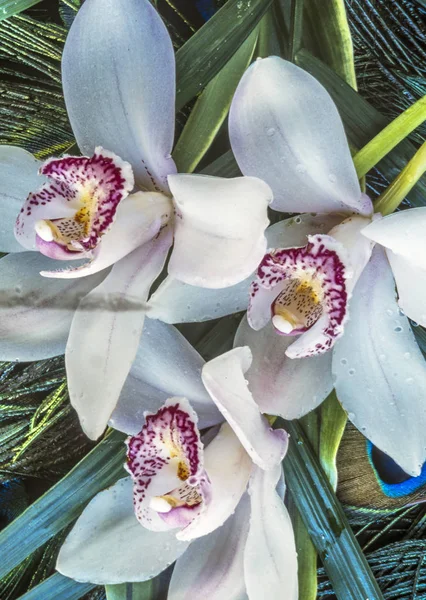 胡蝶蘭 胡蝶蘭 として知られている略称園芸貿易でポル チィア — ストック写真