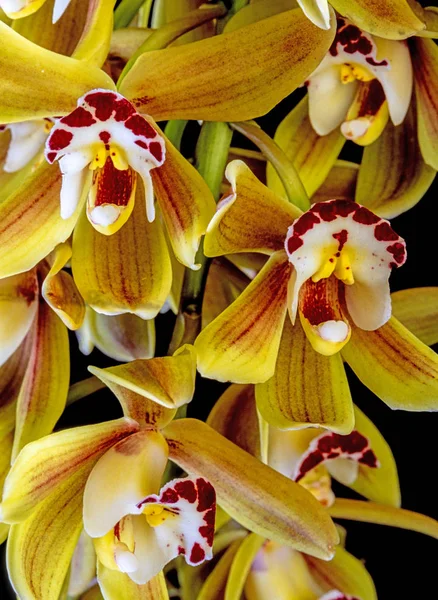 Güve Orkide Bilinen Phalaenopsis Orkide Bahçecilik Ticaret Phal Kısaltılmış — Stok fotoğraf