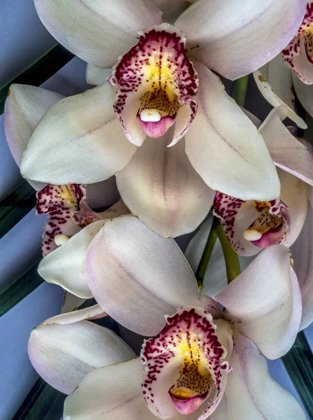 Orchidej Phalaenopsis Známý Jako Můra Orchid Zkráceně Phal Zahradnické Obchodu — Stock fotografie