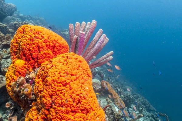 Récif Corallien Dans Mer Des Caraïbes Agelas Clathrodes Également Connu — Photo