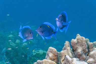 Carbiiean deniz Acanthurus coeruleus Coral reef yaygın Atlas Okyanusu'nda bulunan bir surgeonfish olduğunu