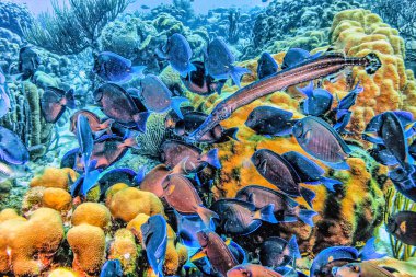 Carbiiean deniz Acanthurus coeruleus Coral reef yaygın Atlas Okyanusu'nda bulunan bir surgeonfish olduğunu